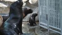 zoo lachtanZOO1